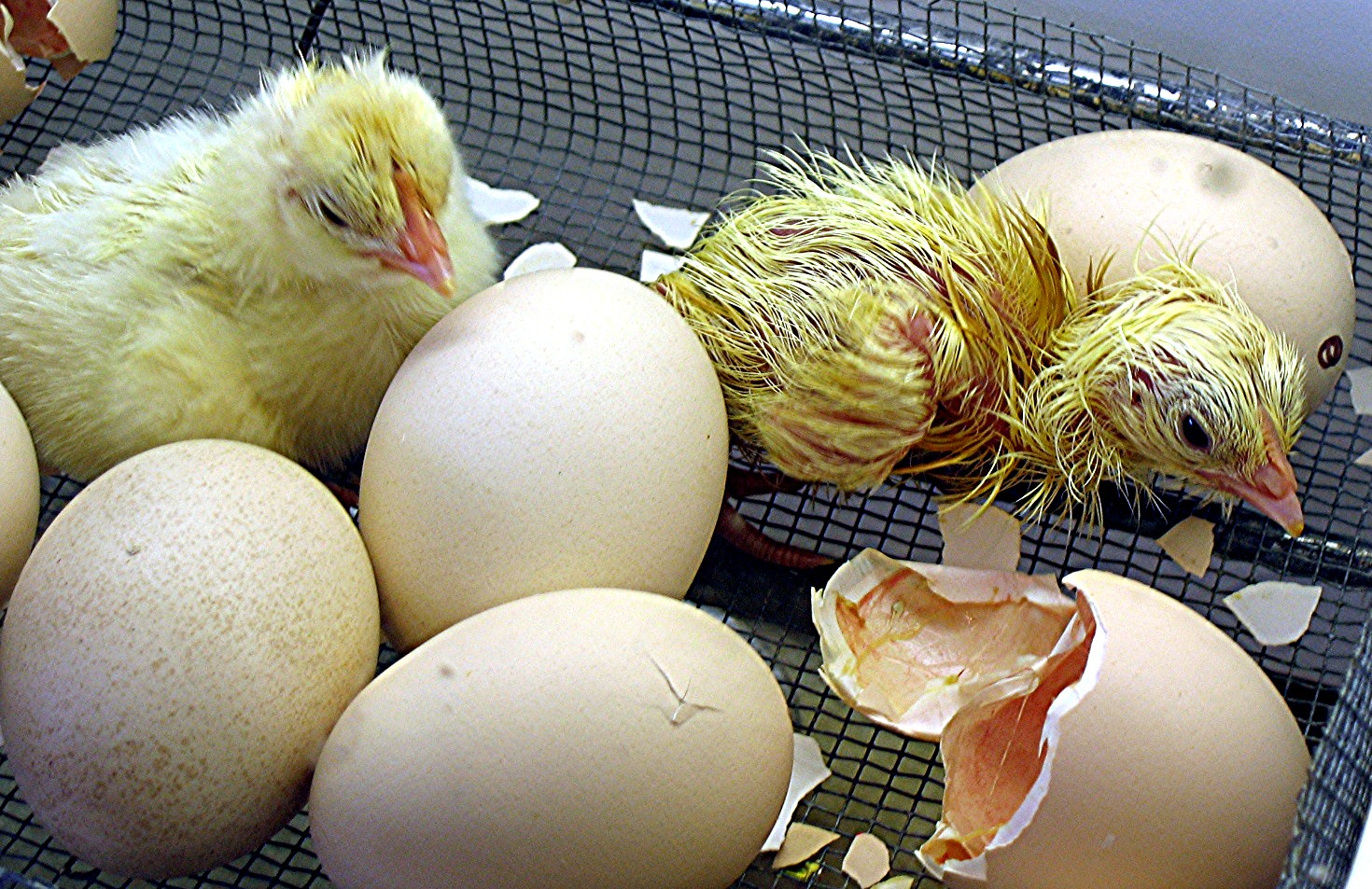 Фото развития цыпленка. Цыпленок вылупляется. Цыплята в инкубаторе. Курица высиживает цыплят. Вывод цыплят.